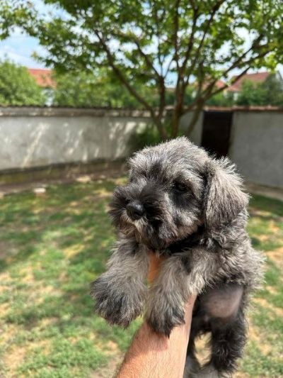 Patuljasti naucer Miniature Schnauzer